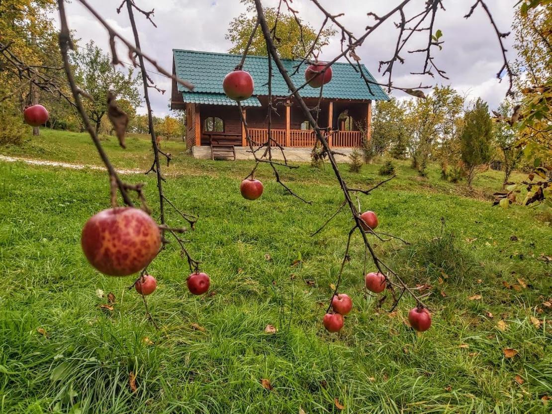 Pensiunea Agroturistica Piscul Soarelui 肯普隆格 外观 照片